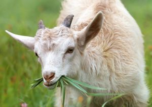 goat up close eating grass in pasture.